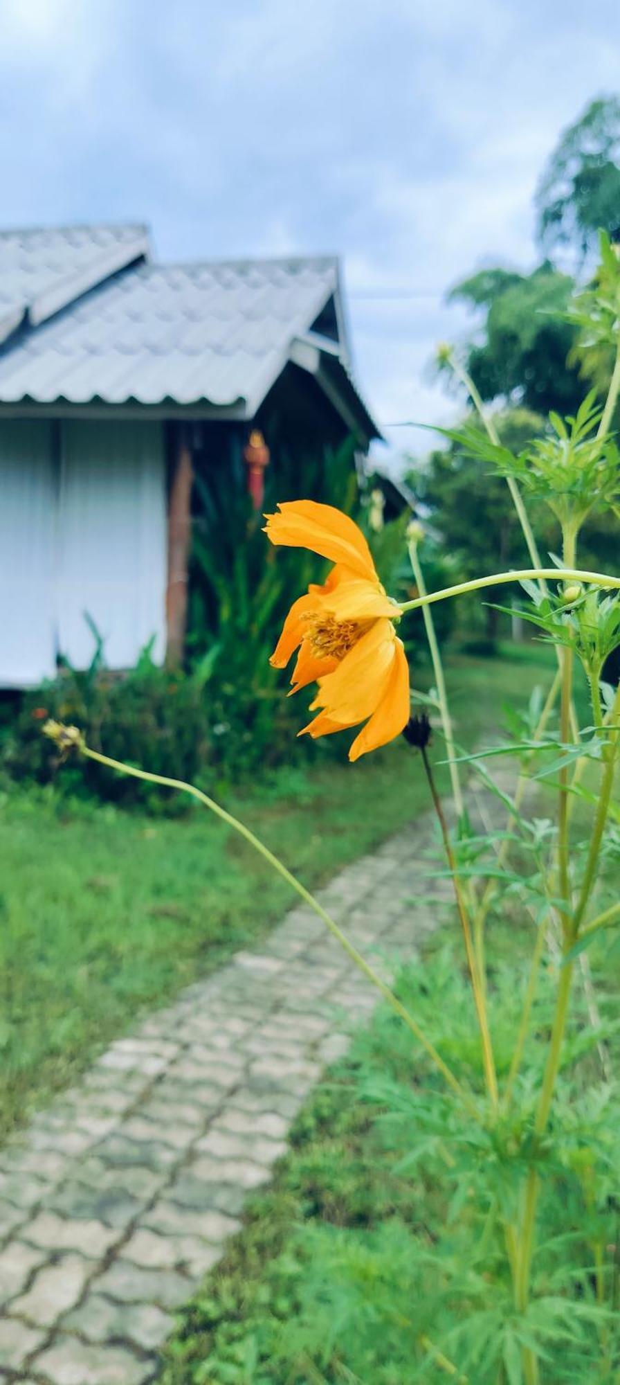 Tulip Resort Pai Chambre photo
