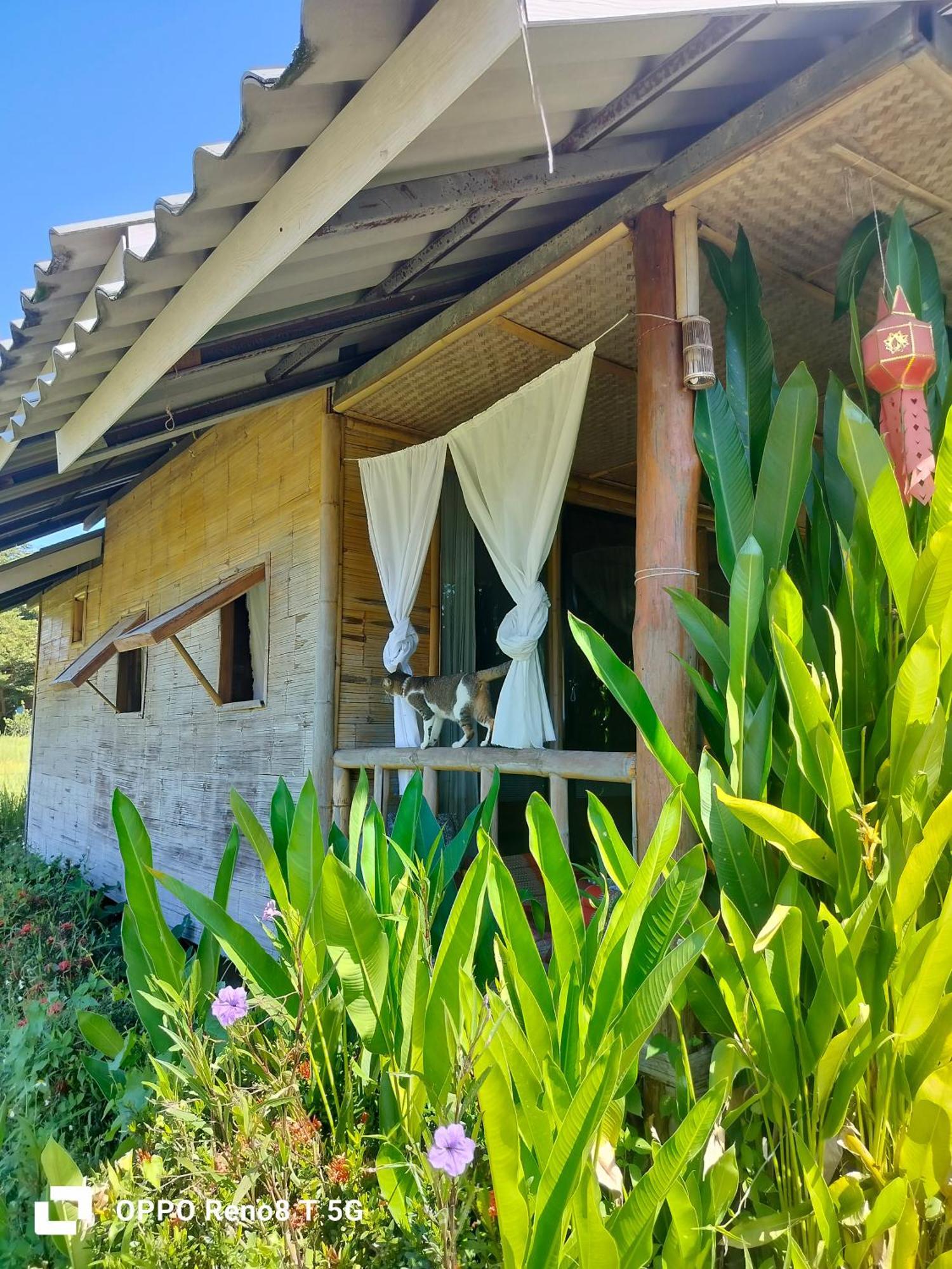 Tulip Resort Pai Extérieur photo