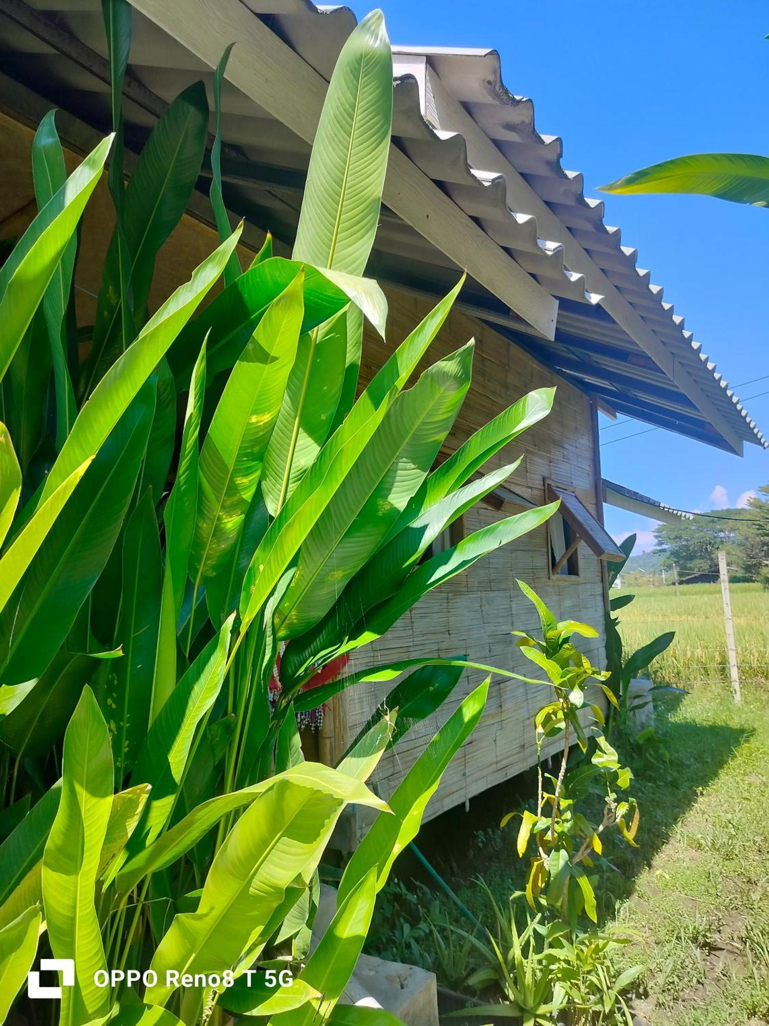 Tulip Resort Pai Chambre photo